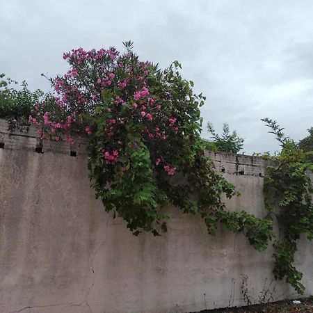 Le Clos Des Coquelicots Τουλούζη Εξωτερικό φωτογραφία