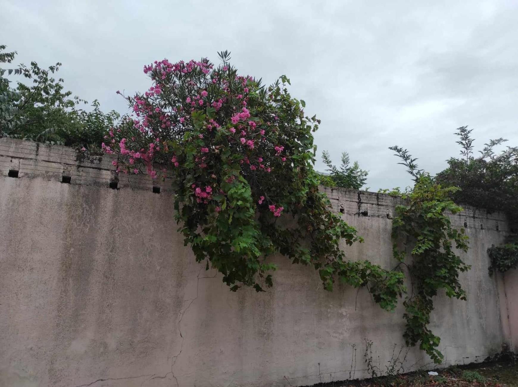 Le Clos Des Coquelicots Τουλούζη Εξωτερικό φωτογραφία